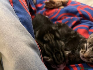 British Shorthair cats - Advert 8