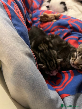 British Shorthair cats - Advert 8