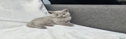 British Shorthair cats for sale: Stunning British Shorthair Lilac are available  - Advert 17