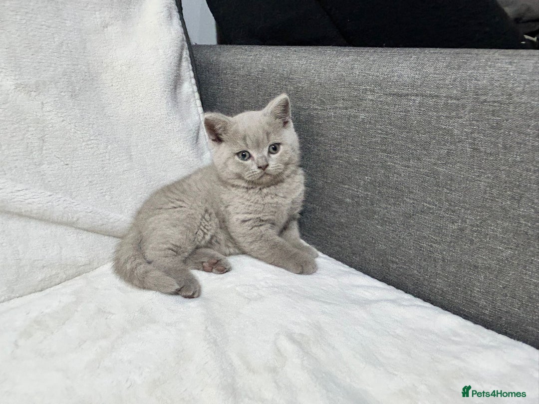 British Shorthair cats for sale: Stunning British Shorthair Lilac are available  - Advert 17