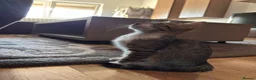 Mixed Breed cats for adoption: Doru for adoption in Kidlington - Advert 5