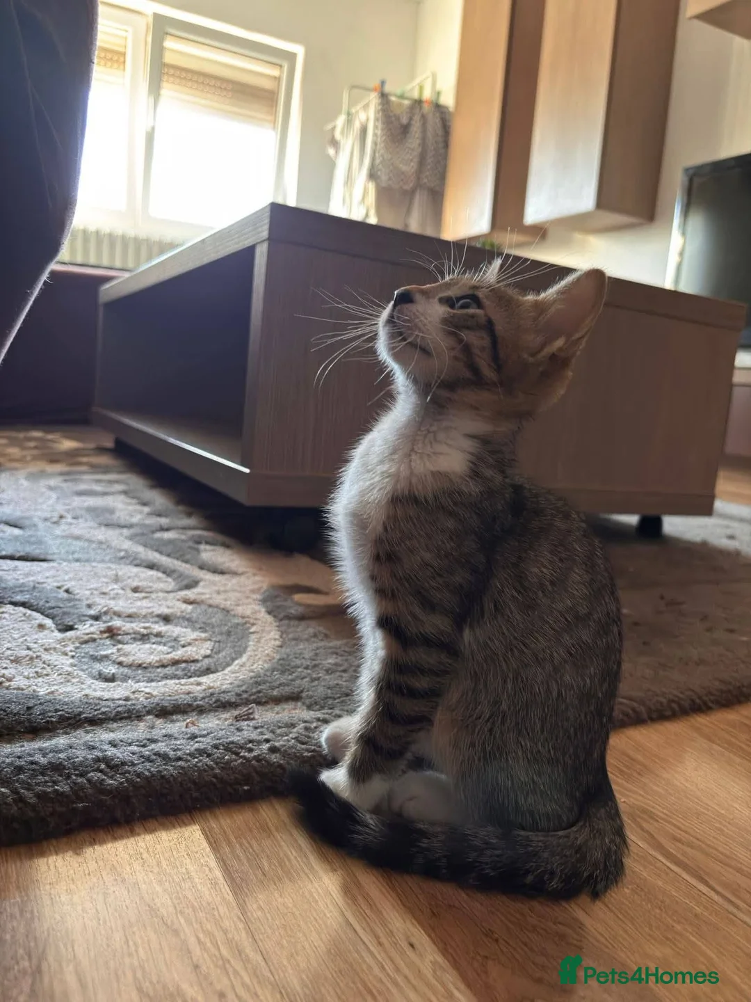 Mixed Breed cats for adoption: Doru for adoption in Kidlington - Advert 5