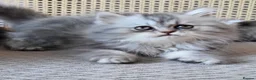 Munchkin cats for sale: Exceptional Quality & Extremely Rare Minuets - Advert 26