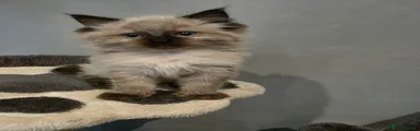 Ragdoll Kitten 3