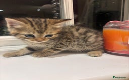 Mixed Breed cats for sale: 4 Persian chinchilla mix breed kittens  - Image 13