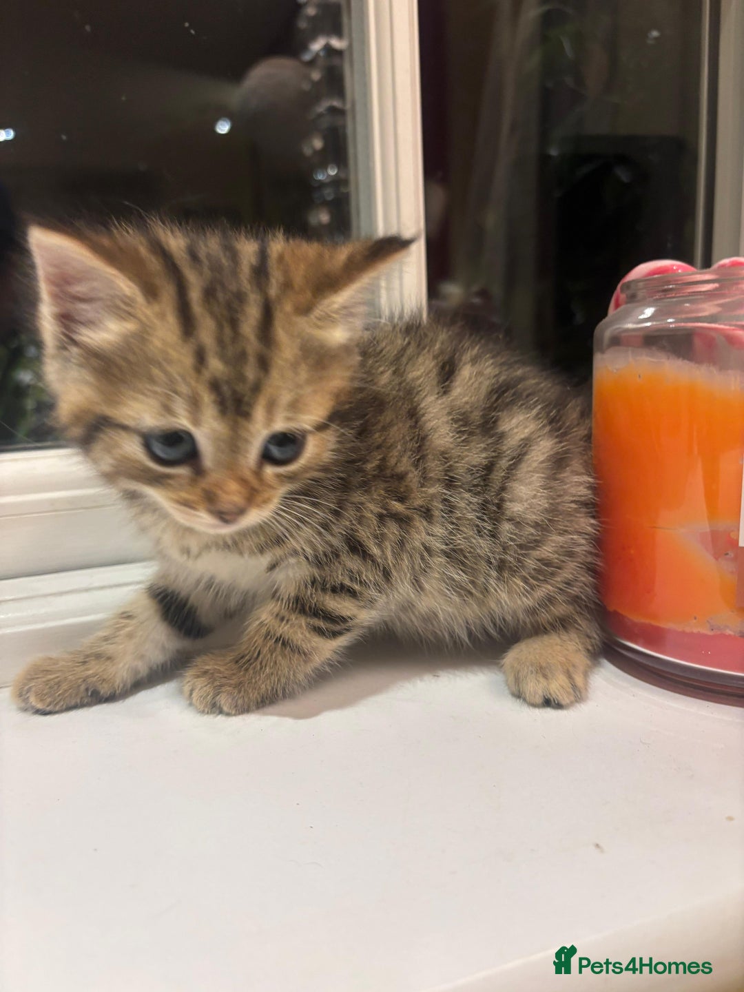 Mixed Breed cats for sale: 4 Persian chinchilla mix breed kittens  - Image 13