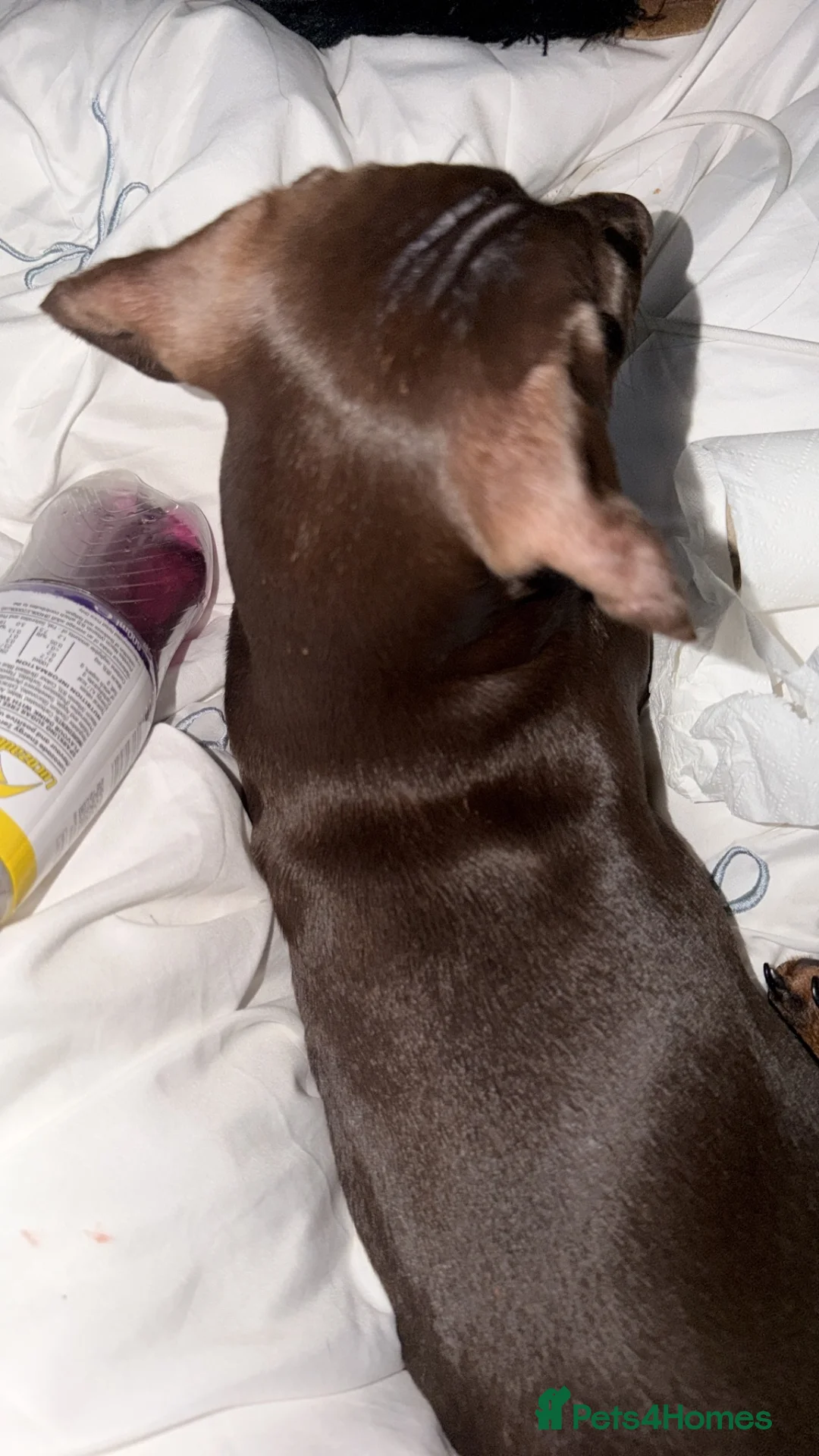 Miniature Dachshund dogs for sale: Winnie 7 months old - Advert 2