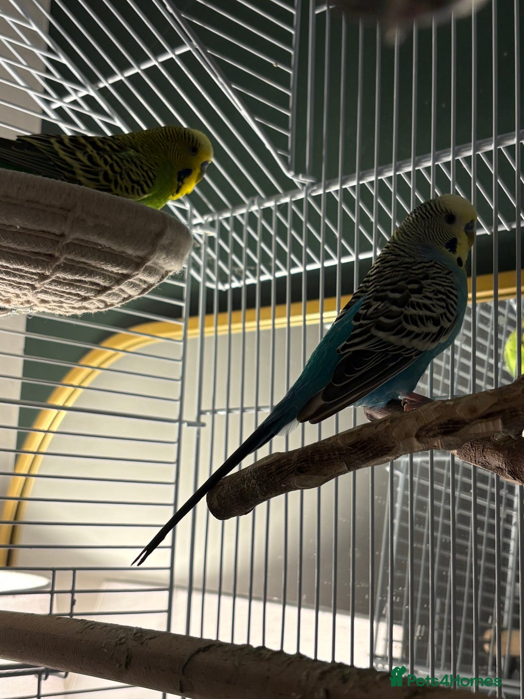 Budgerigars birds for sale: 2 budgies for sale - with cage included if needed  - Advert 2