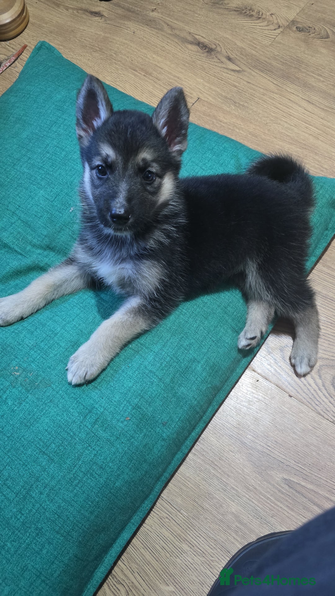 Mixed Breed dogs for sale: Female Shepkita Puppy - Image 4
