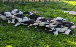 Border Collie dogs for sale: Border Collie Puppies - Image 4