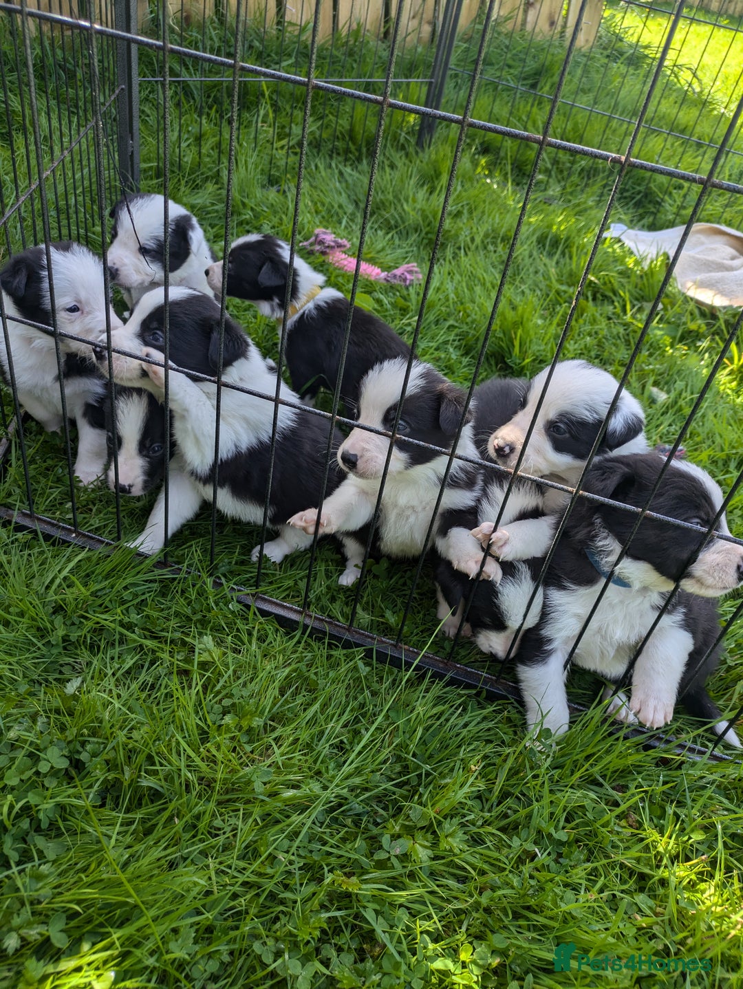 Border Collie dogs for sale: Border Collie Puppies - Image 4