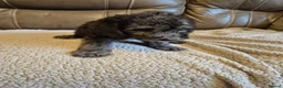 Bedlington Terrier dogs for sale: Bedlington Terrier pups - Advert 5