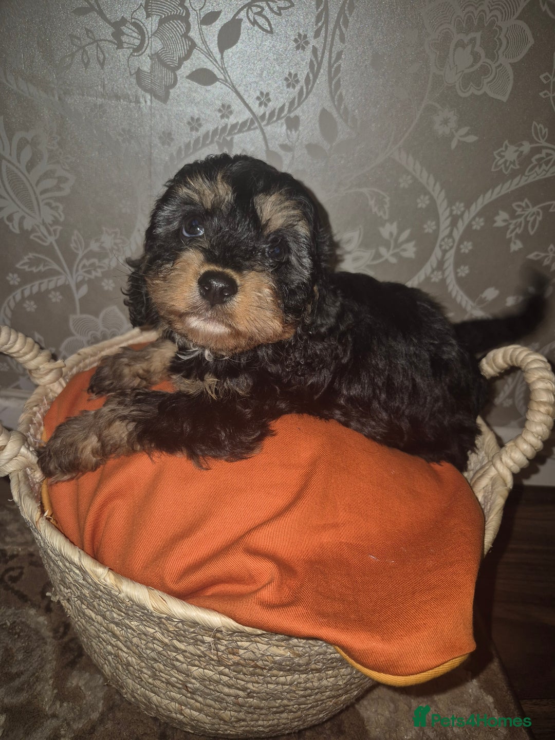 Cavapoo dogs for sale: Pedigree cavapoos  - Advert 3
