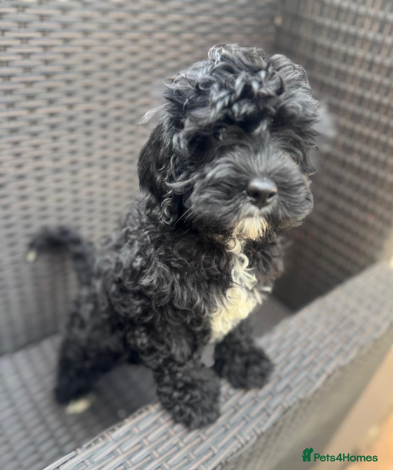 Cavapoo dogs Ready now, health tested F1 Cavapoos  - Advert 1