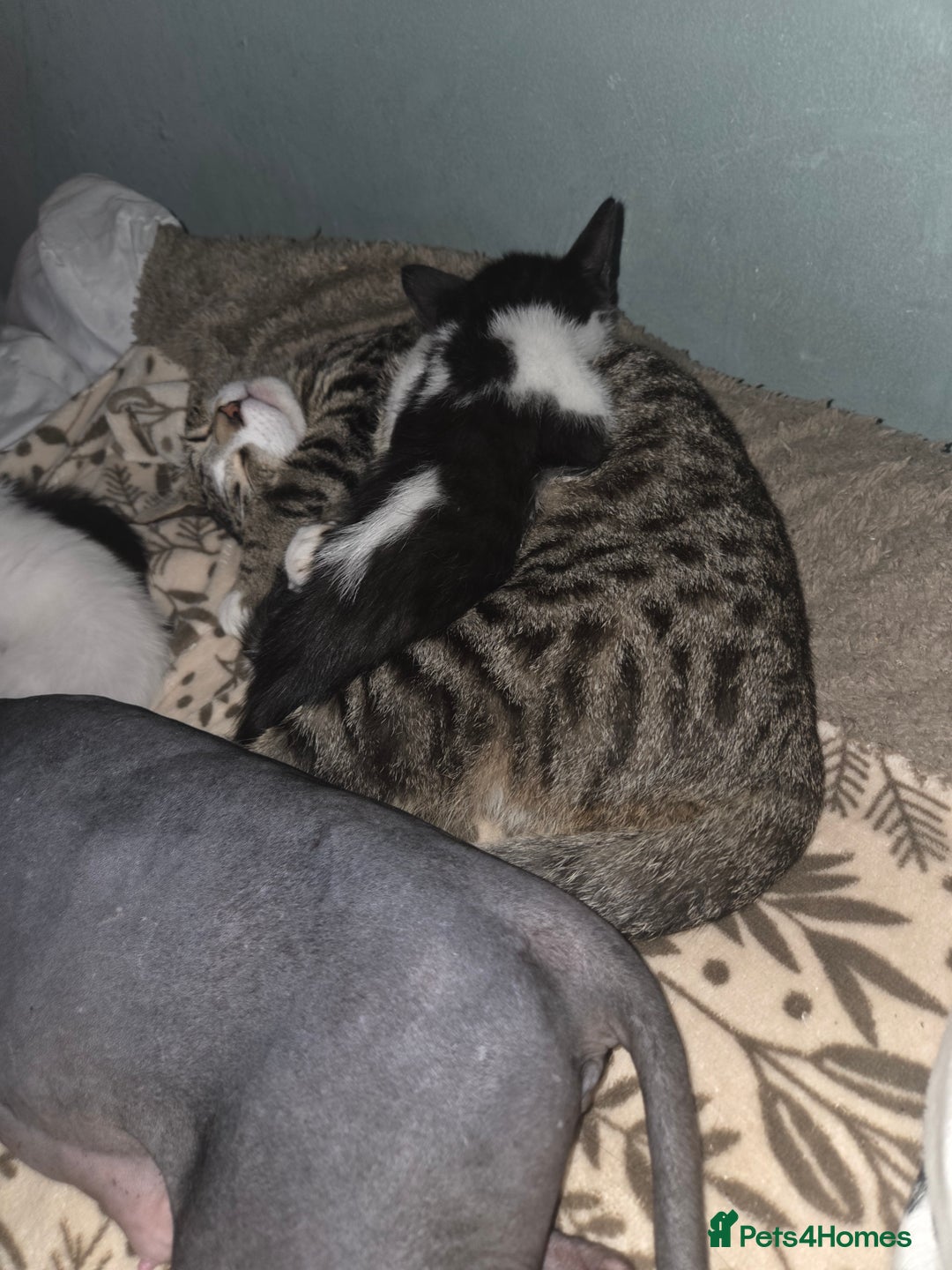 Mixed Breed cats for sale: 3 male cats available  - Advert 5