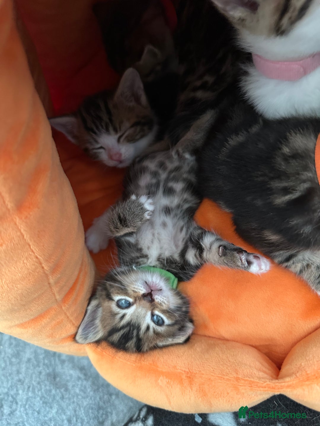 Mixed Breed cats for sale: Beautiful Tabby Kittens For Sale  - Image 16