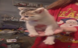 Mixed Breed cats for sale: Stunning British short hair x - Advert 15