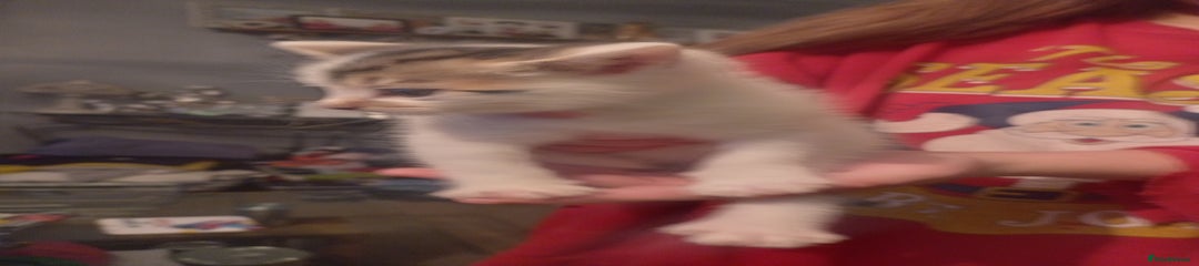 Mixed Breed Kitten 1