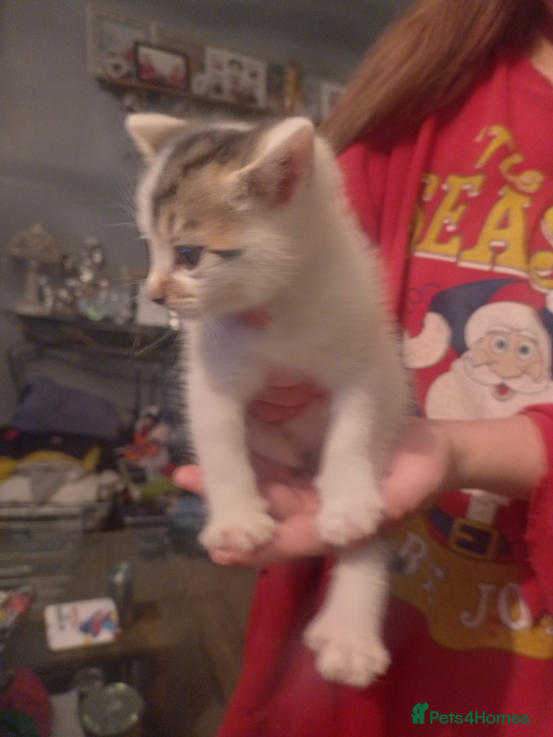 Mixed Breed cats for sale: Stunning British short hair x - Advert 15