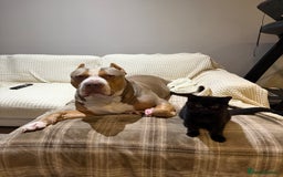 British Shorthair cats for sale: Meet Twilight 🖤 - Image 6