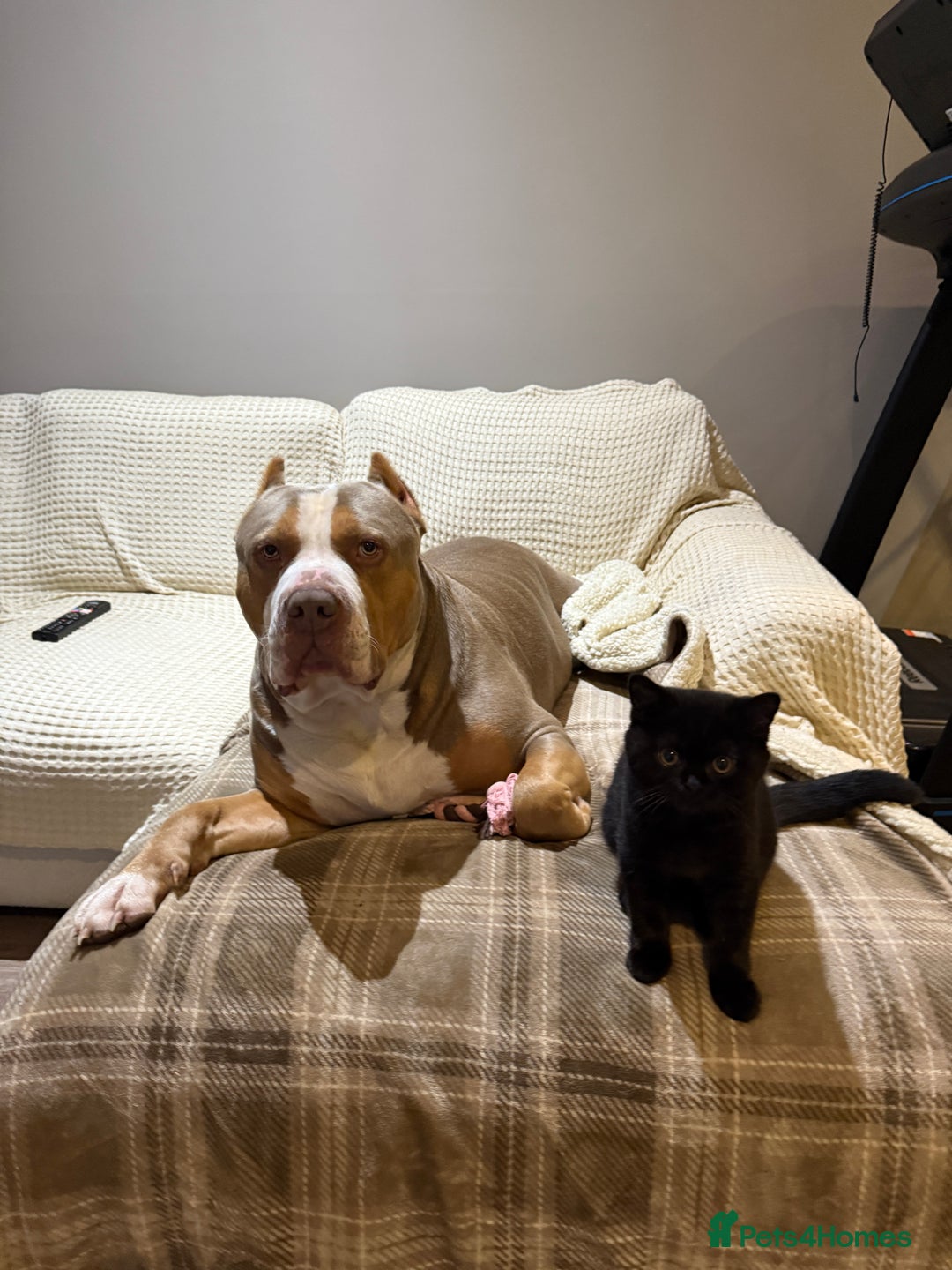 British Shorthair cats for sale: Meet Twilight 🖤 - Image 6