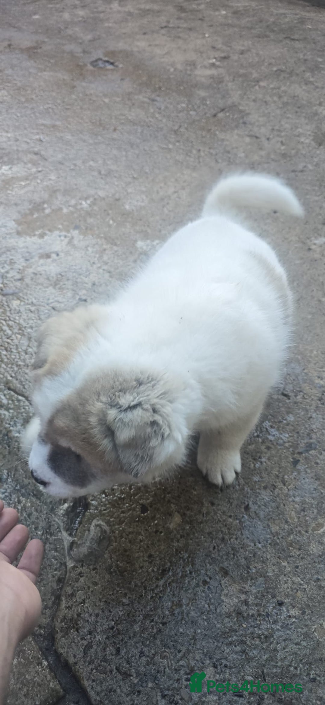 Akita dogs for sale: 2 female American akitas in need of a home!! - Advert 6