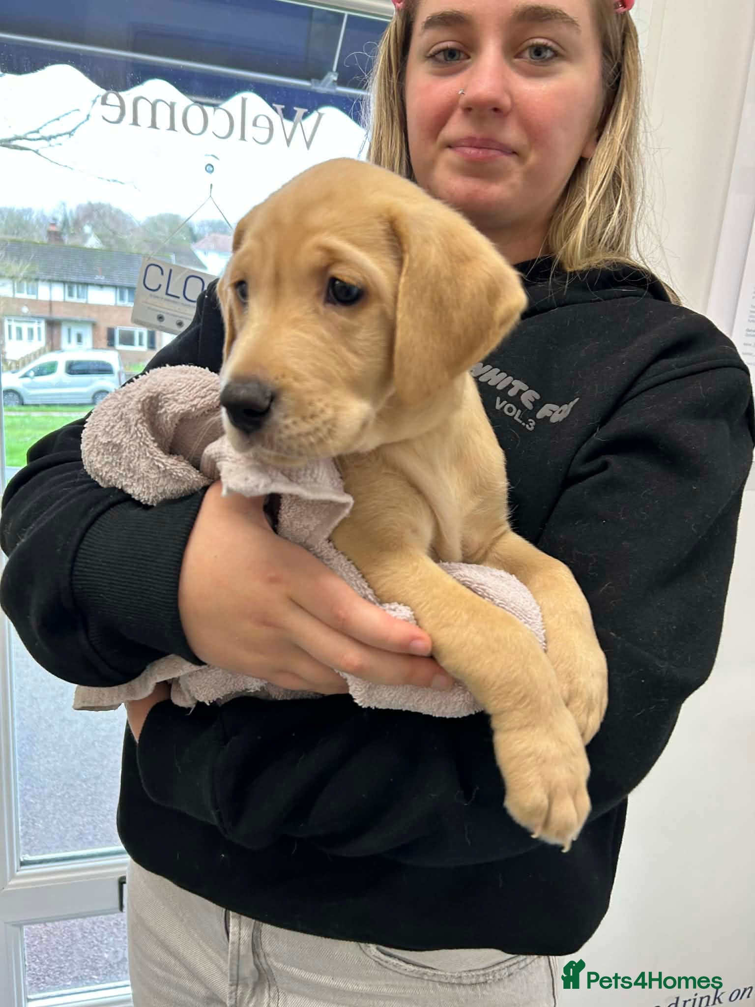 Labrador Retriever dogs Labrador Retriever Puppies for sale  - Advert 1