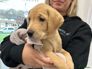 Labrador Retriever dogs Labrador Retriever Puppies for sale - Advert 1