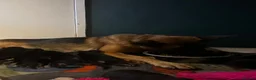 German Shepherd dogs for sale: READY NEXT WEEK working shepherd puppies - Advert 14