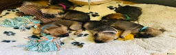 Border Terrier dogs for sale: KC Registered & SLEM Clear Border Terriers - Advert 3