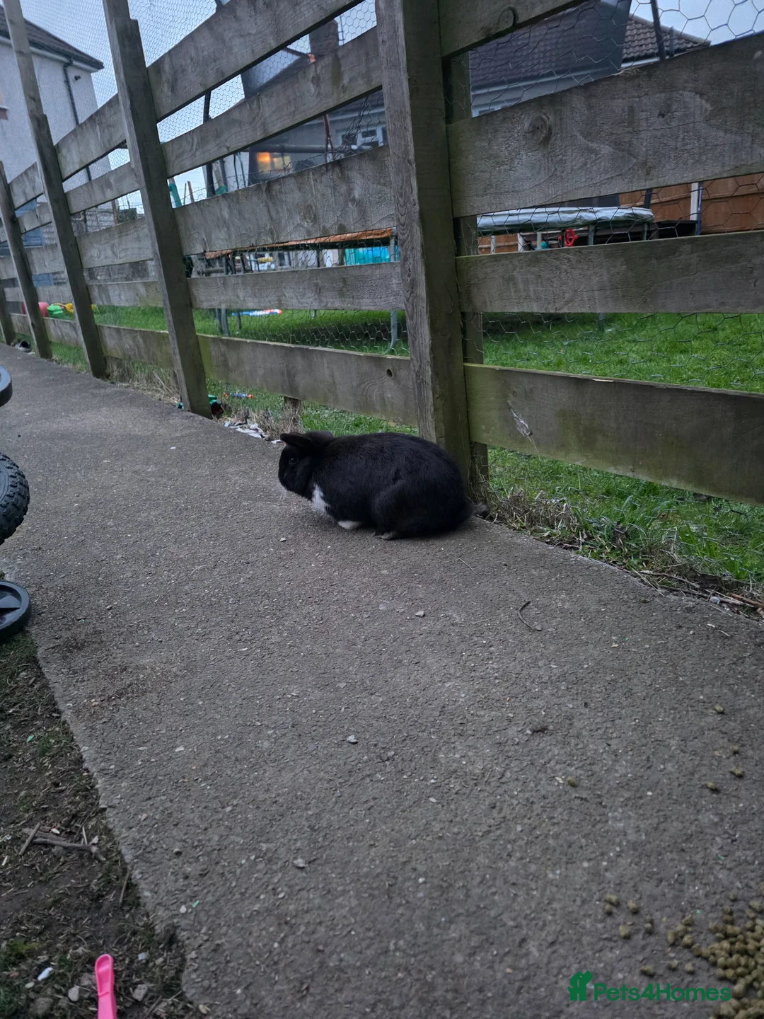 Mini Lop rabbits for sale: baby rabbit  - Advert 2