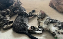 Maine Coon cats for sale: Adorable Kittens - Image 10