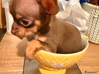 Chihuahua dogs ❣️❣️❣️Adorable Ci looking for forever home ❣️❣️ - Advert 12