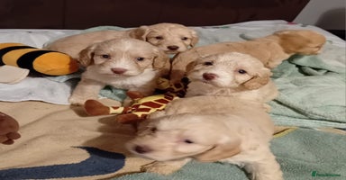 Cockapoo dogs - Advert 16