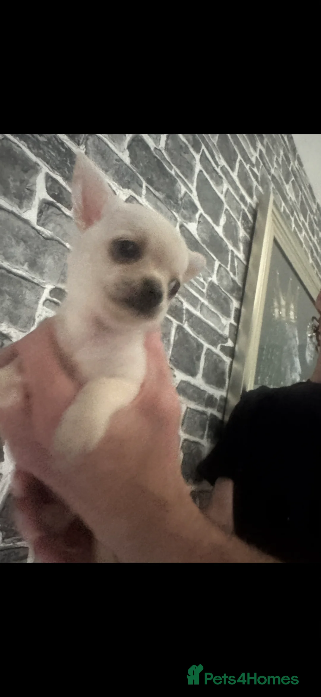 Chihuahua dogs for sale: Chihuahua puppies ready for homes in Liverpool - Advert 2