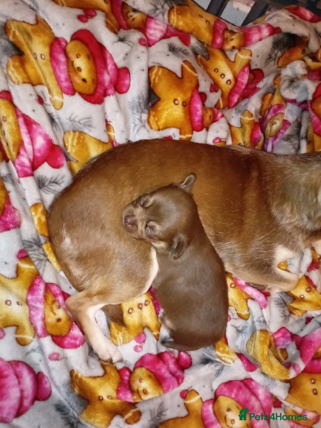 Chihuahua dogs for sale: 1 chocolate and tan boy  - Advert 5