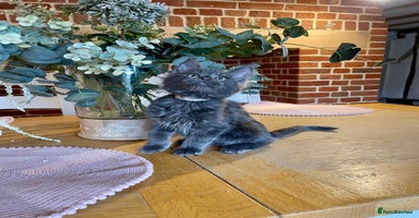 Maine Coon cats - Advert 12