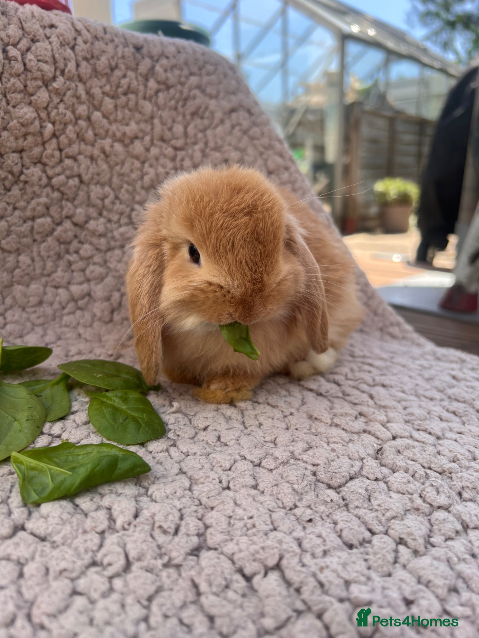 Mini Lop rabbits 5 beautiful mini lops for sale (2 LEFT!!) - Advert 6