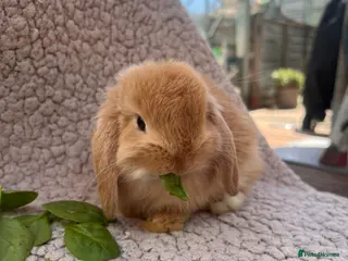 Mini Lop rabbits 5 beautiful mini lops for sale (2 LEFT!!) - Advert 6