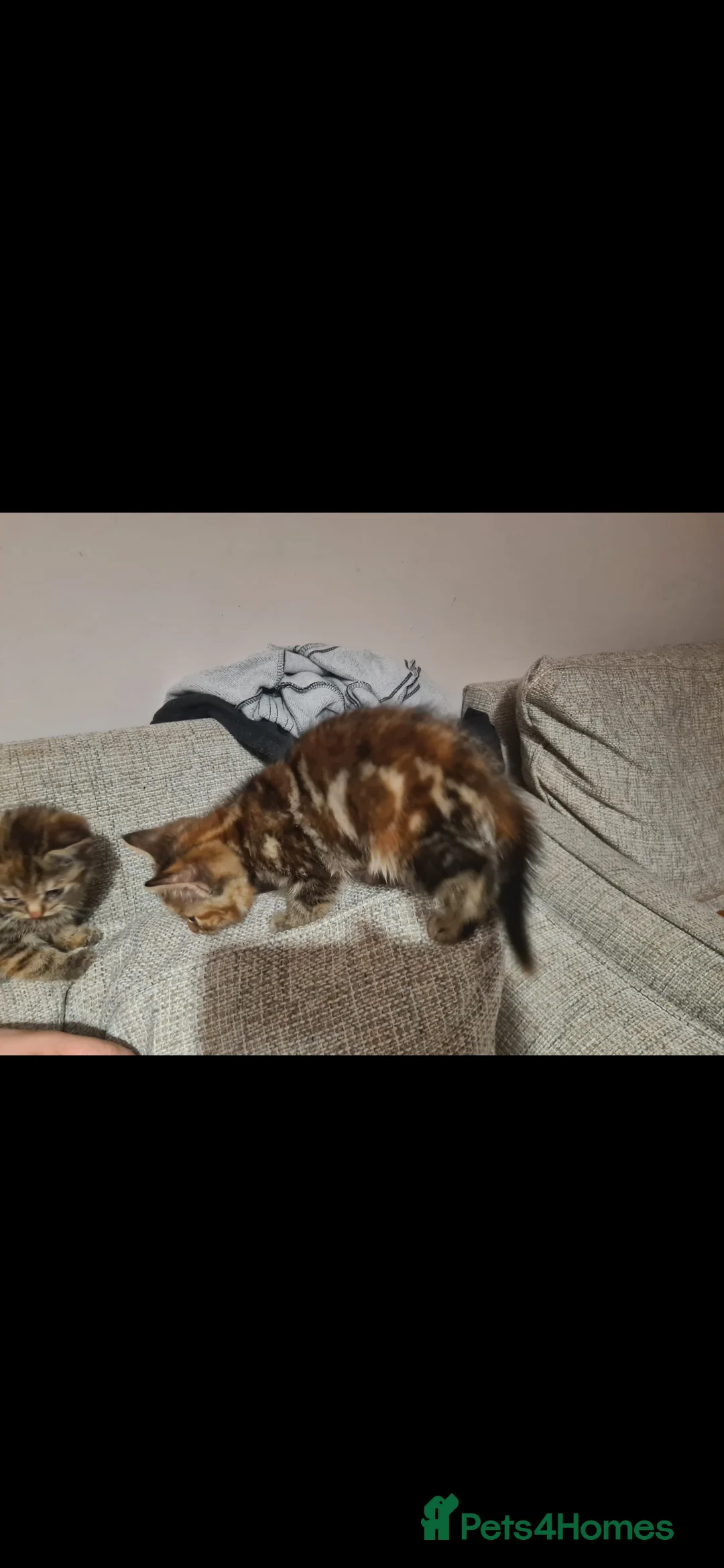 Mixed Breed cats for sale: 10 week old kittens (ready by 5th march) - Advert 19