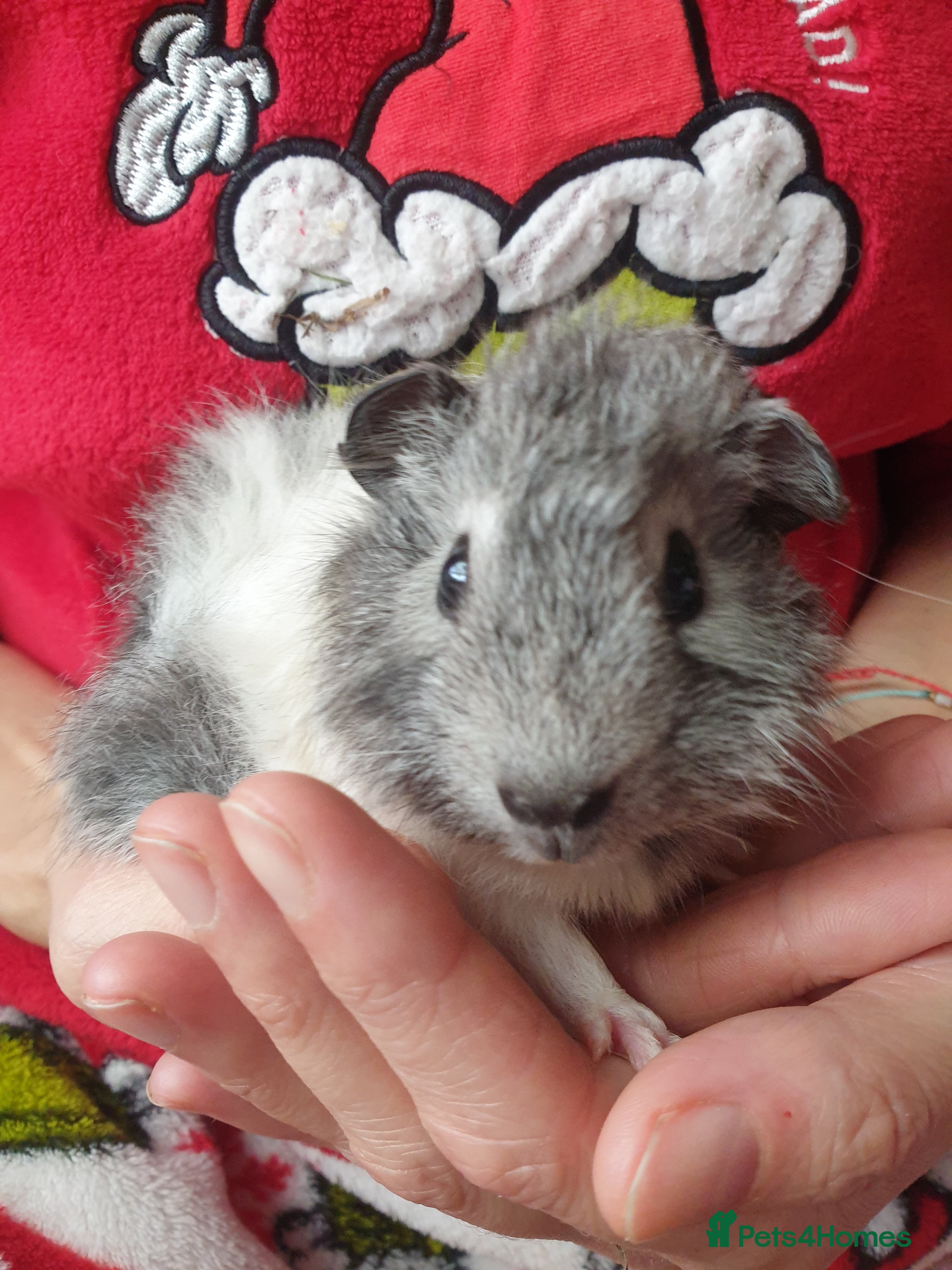 Guinea Pig rodents Baby Guinea pigs  - Advert 9