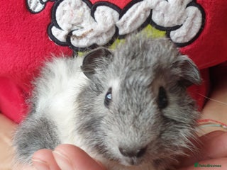 Guinea Pig rodents Baby Guinea pigs - Advert 9