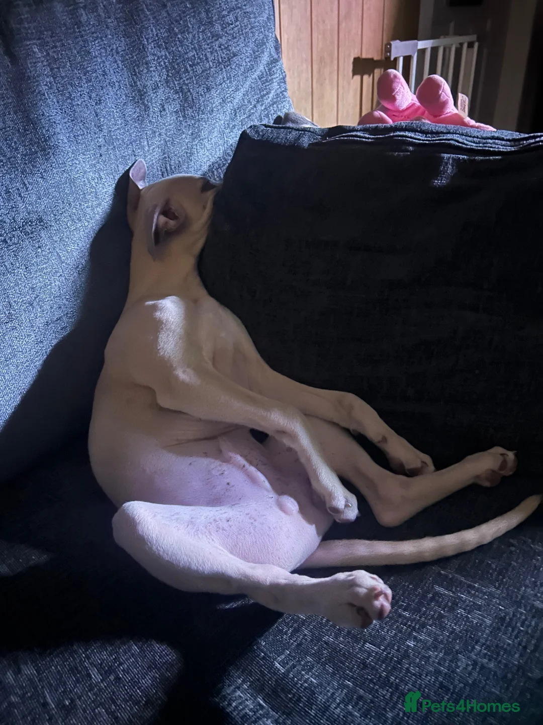 Whippet dogs for sale: Male whippet  in Carlisle - Advert 2