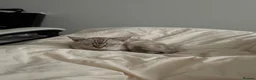 Bengal cats for sale: Beautiful TICA Registered Snow Bengal Kitten in London - Advert 6