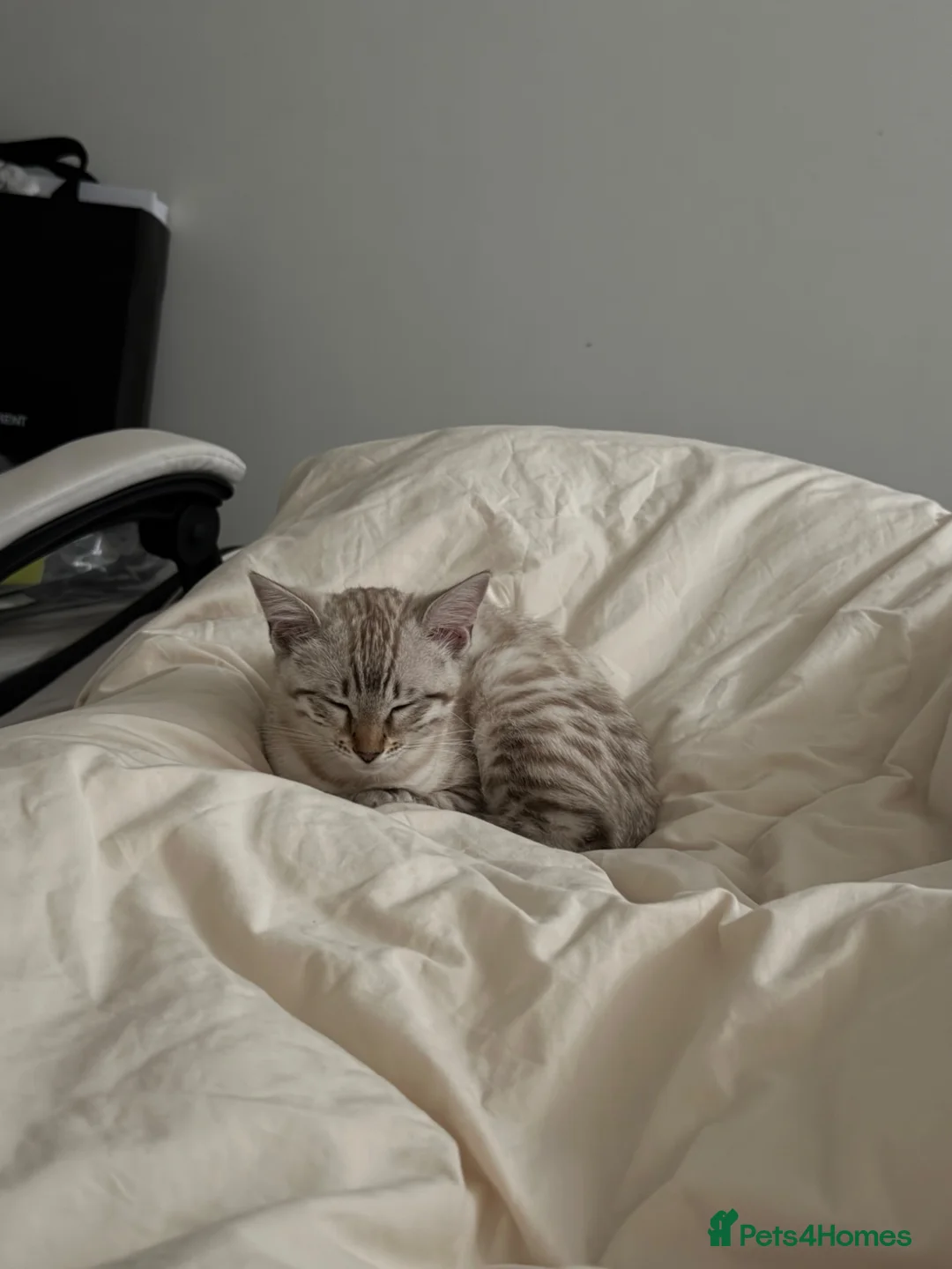 Bengal cats for sale: Beautiful TICA Registered Snow Bengal Kitten in London - Advert 6