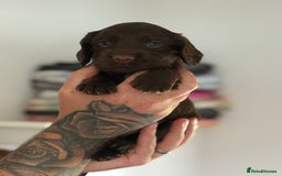 Cocker Spaniel dogs for sale: Kc reg, working bred cocker spaniels - Image 6