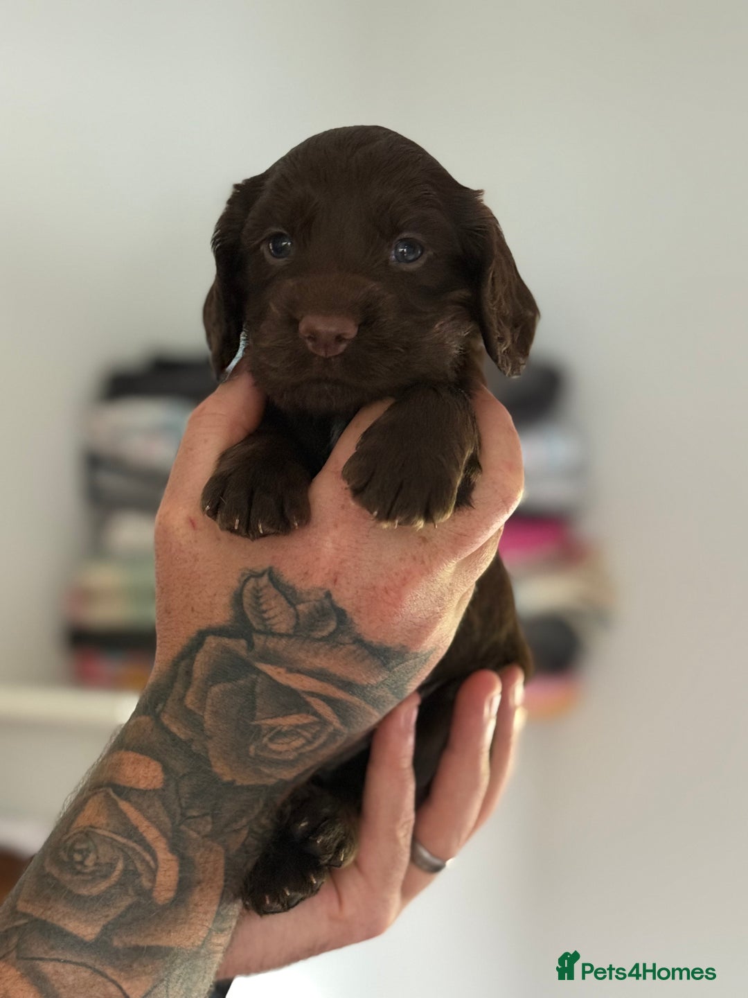 Cocker Spaniel dogs for sale: Kc reg, working bred cocker spaniels - Image 6