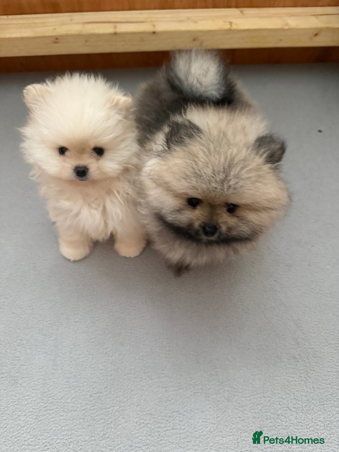Pomeranian dogs for sale: KC Registered Pomeranian Puppies - Advert 5