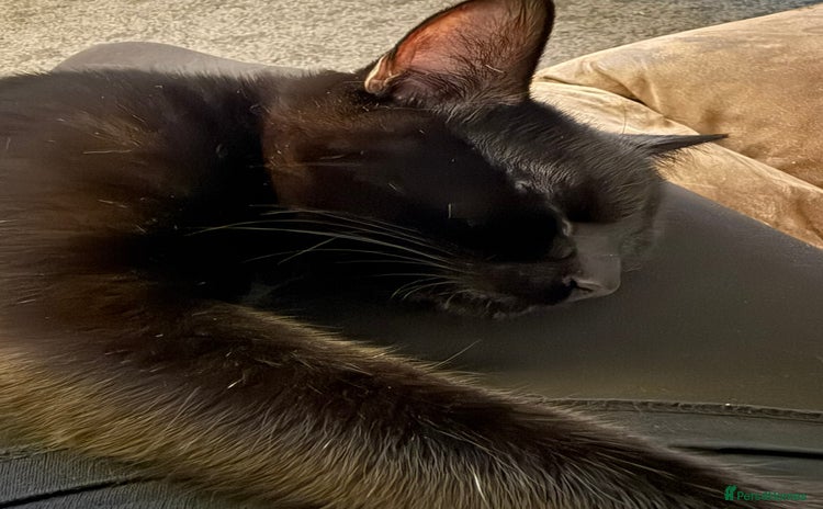 Siamese cats - Advert 6