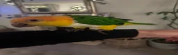 Parakeets birds for sale: Beautiful Tame Caique-Full Setup Available - Advert 6